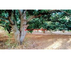 2.10 Acres Mango Farm for sale at Channapatna, close to Highway