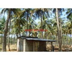 4.5 Acres Coconut farm land for sale in near vathalagundu, dindigul