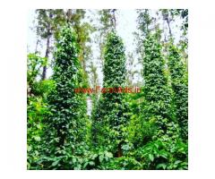 9.18 Acres Coffee Estate for sale at Kodlipete - Coorg