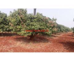 9 Acres Red Soil Mango Farm for sale on MM Hills road