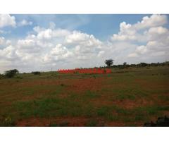 20 acres agriculture land for sale at Kodigenahalli, Madhugiri Taluk.