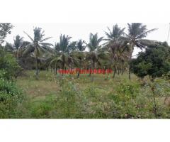 2.16 Acres Coconut Farm Land for saleat Paramenahalli - Hiriyur