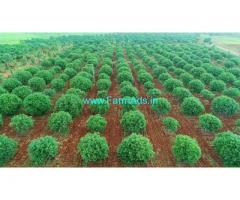120 Acres Farm land for sale Zahirabad,1km to Zahirabad Chincholi highway