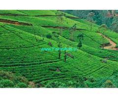 800 Acres Tea and Coffee Estate for Sale in Chikmagalur
