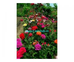 8 acres agricultural farm land for sale at Gowribidanur, kachamachanahalli