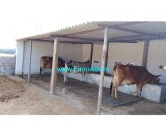 Dairy Farm with Land for Rent near Peda Narava