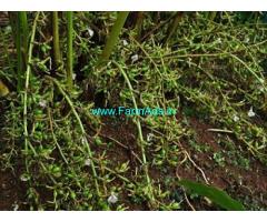 7 Acres Cardamom Estate for sale near Meppadi,Lantren Stay Resort