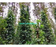 5.5 acre coffee estate for sale at Sakleshpura-kodlipet Road