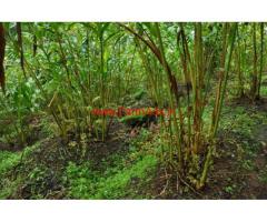 7 Acres Cardamom Estate for sale in Meppadi - Kalpetta - Wayanad