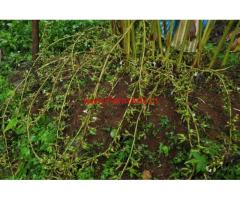 7 Acres Cardamom Estate for sale in Meppadi - Kalpetta - Wayanad