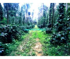 12 Acre arabhica coffee plantation for sale at Hassan - Belur.