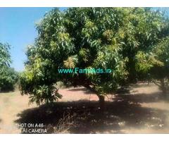 7 Acre Mango Groove for Sale Near Thavanampalli Mandal