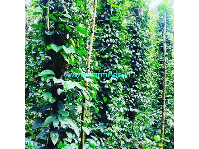 8 Acre Coffee estate for sale in Chikmagalur 8 Acre Coffee estate for sale in Chikmagalur