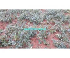 4 Acres Agricultural  Land For Sale In Gundlupet