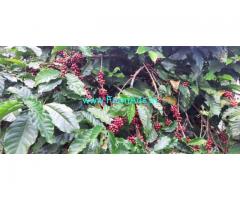 4 Acres Robusta Coffee plantation for sale in Mudigere