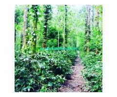 12 acre coffee estate for sale in Chikmagalur