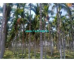 2.29 Acres Arecanut plantation for sale at Hulithotlu