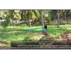 5 Acres 24 Gunta Coconut Farm Land For Sale In Mysuru