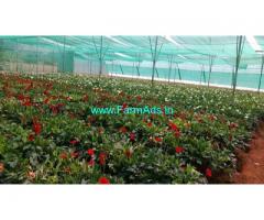 5 Acres Farm Land with Farm house Sale near old Madhgiri Road