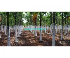 60 acre Areca farm for sale in Udupi