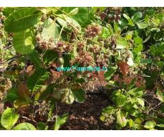 94 Acre cashew plantation for sale at Konkan near Goa Mumbai highway