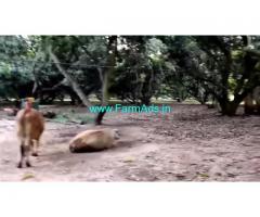 30 Acres Farm Land Sale In Kuvathur