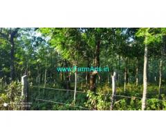 4.35 Acres Newly Planted Arabica Coffee Estate Sale near Bababudangiri