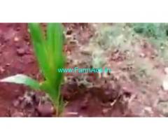 2.07 Acres Agriculture Land  For Sale In Turuvekere 2.07 Acres Agriculture Land  For Sale In Turuvekere