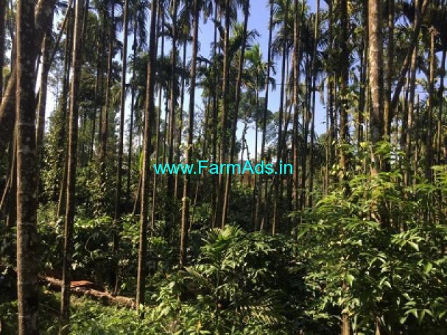 4 acre coffee Areca plantation for sale at Saklehspura Mudigere border 4 acre coffee Areca plantation for sale at Saklehspura Mudigere border