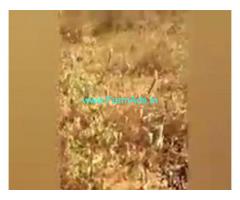 Low cost 100 Acres Farm Land For Sale In Kadiri