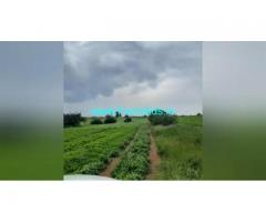 320 Acres Agriculture Land  For Sale In Challakere