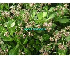 100 Acres Cashew Plantation For Sale Near Dhodamarg , Bedsey area