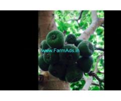 18 Acres Farm House For Sale In Pollachi