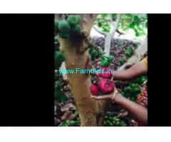 18 Acres Farm House For Sale In Pollachi