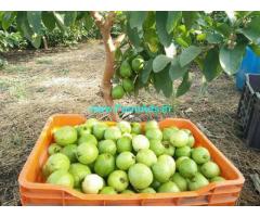 4 Acre land at for Sale near Zaheerabad