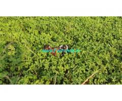 2.25 Acres Agriculture Land For sale in Adayalacheri