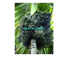 50 Acres Farm Land For Sale In Chikkamagluru