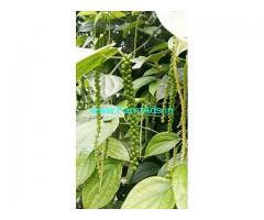 400 Acres Farm Land For Sale In Chikkamagaluru
