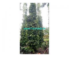 400 Acres Farm Land For Sale In Chikkamagaluru