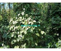 3 Acres Farm Land For Sale In Mudigere