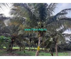 3.50 acres Cocount farm for Sale near Udumalapettai
