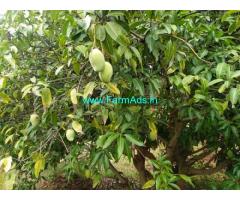 5 Acres Farm Land For Sale In Chikkamagaluru