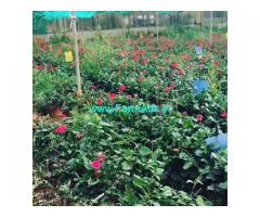 1 Acres 9 Gunta Agriculture Land For Sale In Doddabalapur
