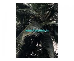 3 Acres Farm Land For Sale In Kaithappoyil