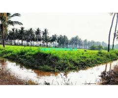1.7 Acres Farm Land For Sale In Udumalaipetta