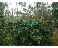 3.5 acre Robusta plantation sale in Chikmagalur