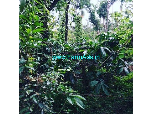 1 Acres 13 Gunta Farm Land For Sale In Mudigere 1 Acres 13 Gunta Farm Land For Sale In Mudigere