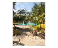 Total acres 214 Acres Coconut Farm for Sale Near Sivakasi