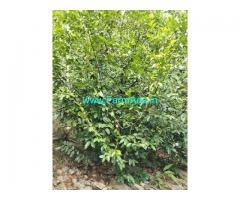 4.50 Acres Farm Land For Sale In Attappadi