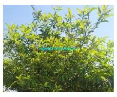 22 Cent Farm Land For Sale In Ongur